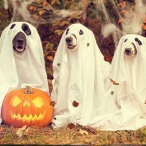 Photo 1 of Bark-lesville Haunted Howl-O-Ween party for Dogs.