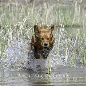 Photo 1 of Three Rivers Hunting retriever Club Wood Duck Wally Fall Hunt Test.
