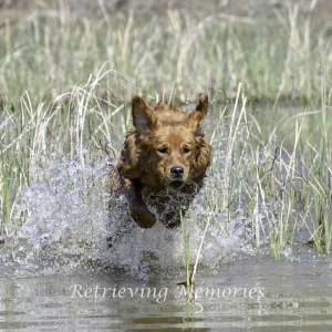 hunting retriever