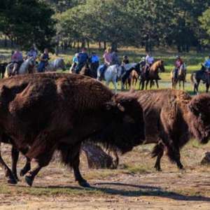 Photo 1 of Woolaroc Fall Trail Ride.
